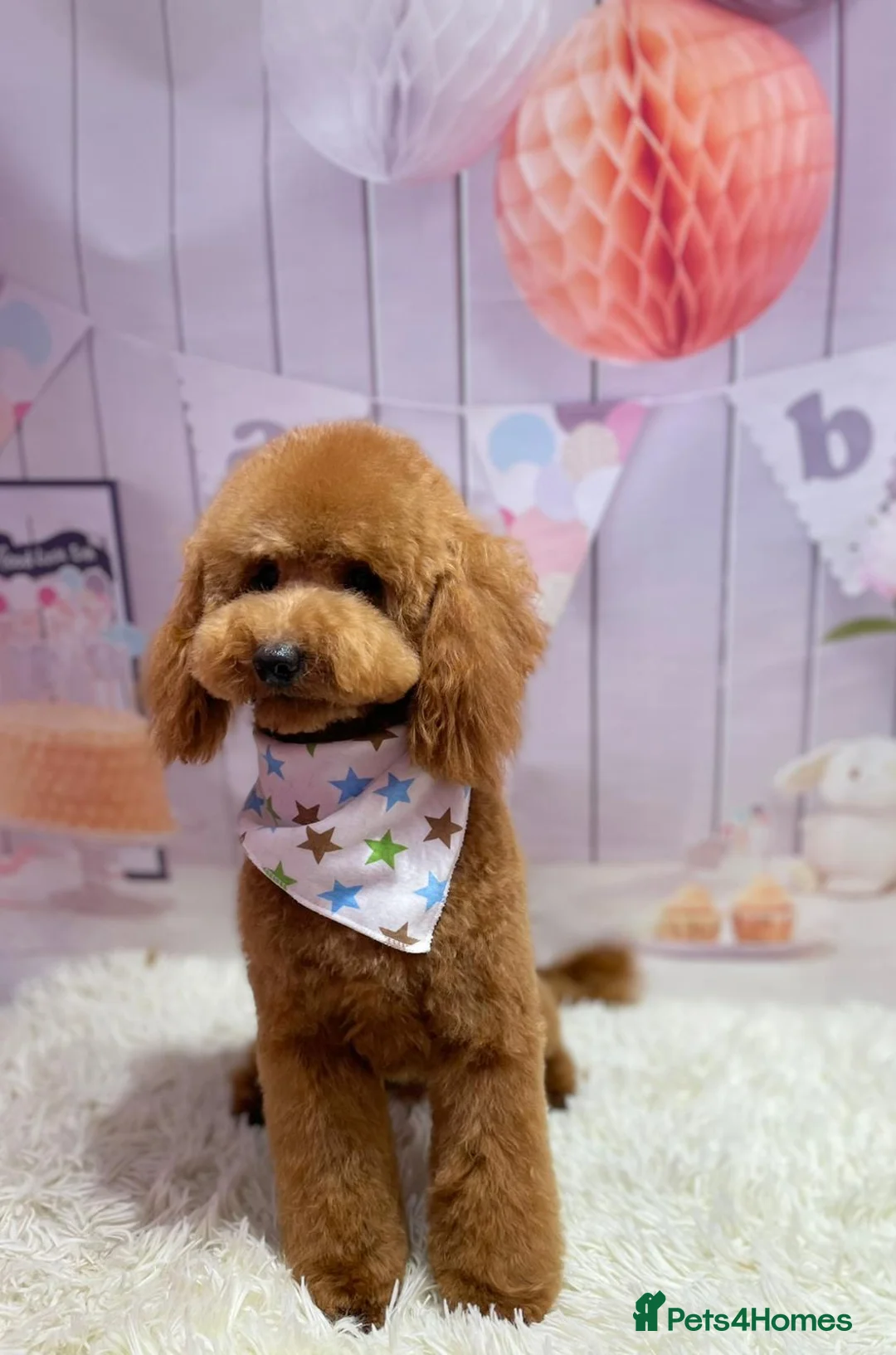 Toy Poodle dogs for stud: Health tested toy poodle  in Feltham - Advert 9