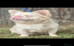 French Bulldog dogs for sale: Fluffy | Pink carrier | French Bulldogs - Image 6