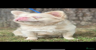 French Bulldog dogs - Advert 13