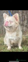 French Bulldog dogs - Advert 13