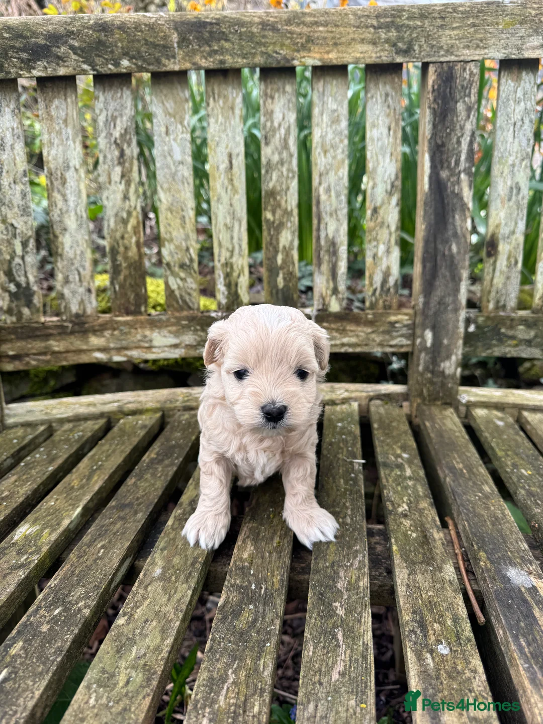 Maltipoo dogs for sale: Tiny toy F1b maltipoo puppies  - Advert 26