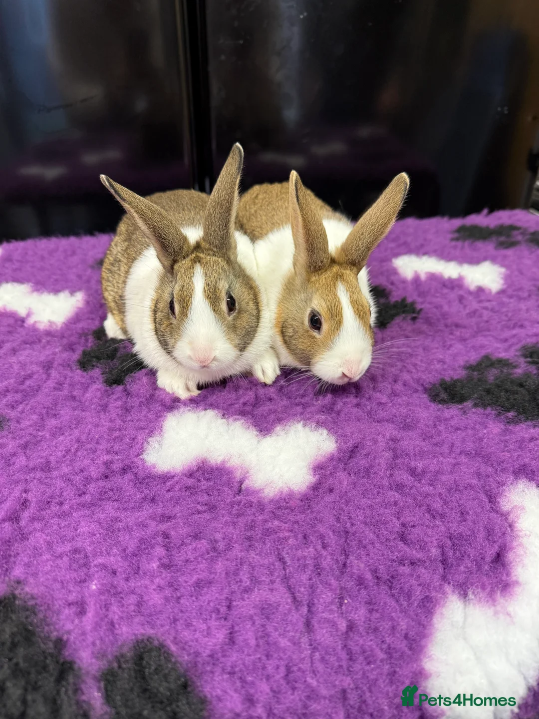 Dutch rabbits for sale: Baby Dutch Rabbits For Sale - Advert 3