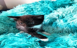Turkish Angora cats for sale: Cat for sale  - Image 4