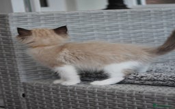Ragdoll cats for sale: 🐈✨ Tica Registered Ragdoll Kittens in Tamworth - Image 16