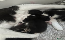 British Shorthair cats for sale: 3 beautiful kitten looking for loving homes  - Image 2