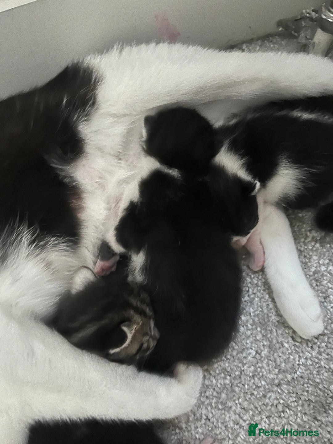 British Shorthair cats for sale: 3 beautiful kitten looking for loving homes  - Image 2