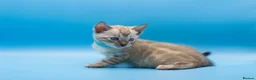 Bengal cats for sale: Snow Lynx Bengal Kittens–Available for Reservation - Advert 24