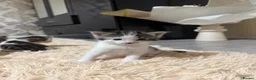 Domestic Shorthair cats for sale: 4 Beautiful Kittens in Wolverhampton - Advert 5