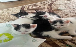 Domestic Shorthair cats for sale: Luna, Snow, Minx & Oreo - 10 Weeks old - Image 18