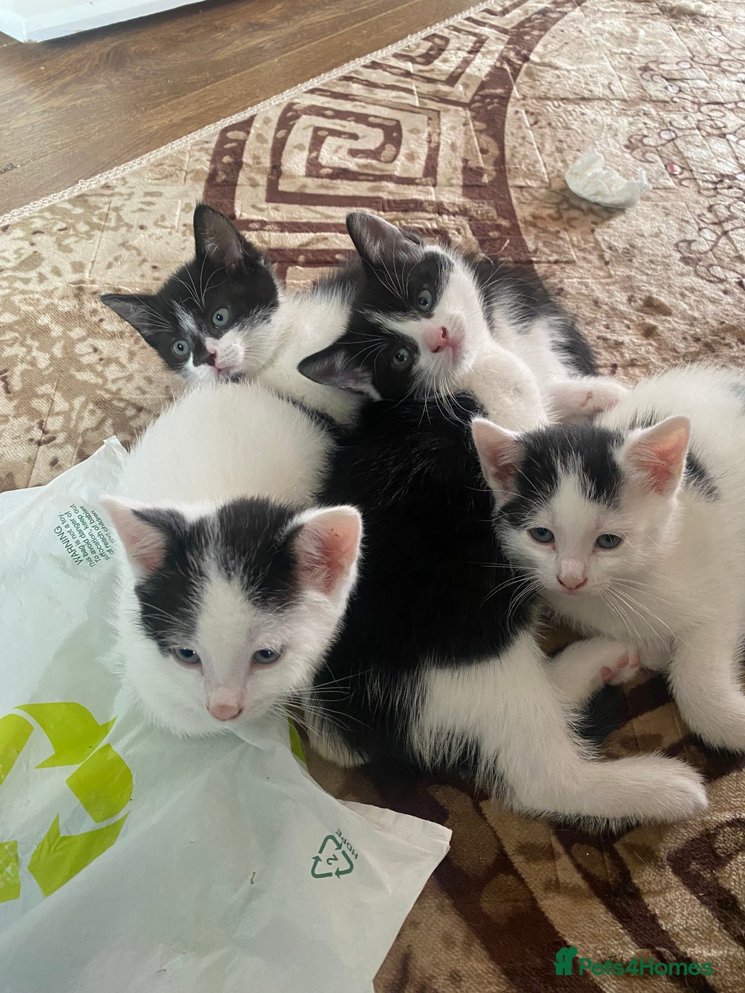 Domestic Shorthair cats for sale: Luna, Snow, Minx & Oreo - 10 Weeks old - Image 18