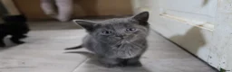 Mixed Breed cats for sale: 6 kittens for sale in Stourbridge - Advert 1