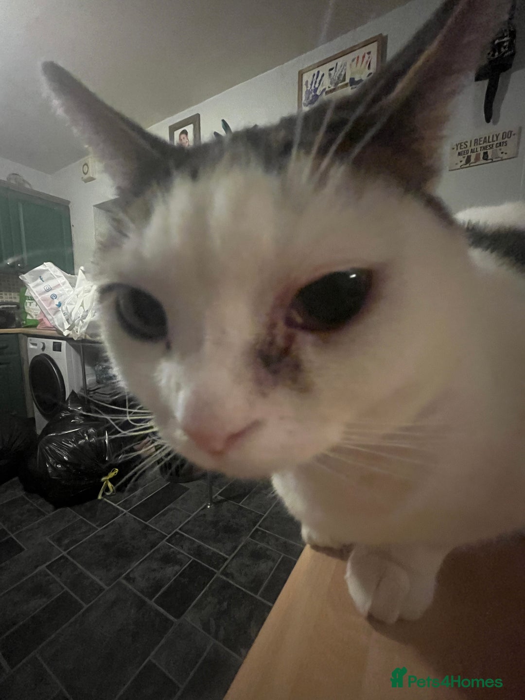 Mixed Breed cats for sale: babby - Advert 2