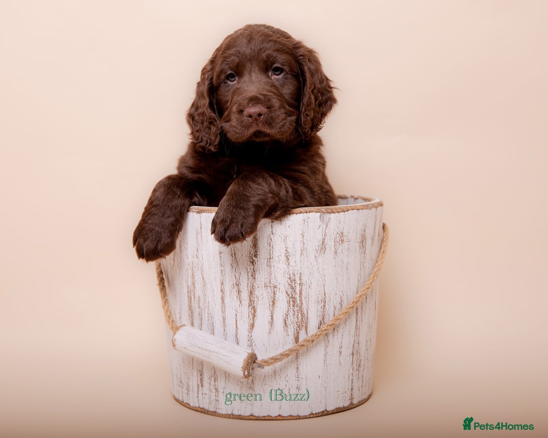 Cockerdor dogs for sale: Cockador Puppies - Image 4