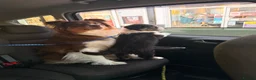 Australian Shepherd dogs for sale: The last beautiful female Australian Shepherd in Poole - Advert 6