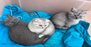 Mixed Breed cats - Advert 5