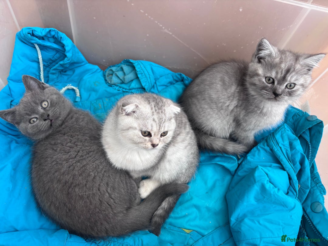 Mixed Breed cats for sale: Clever kittens need a new home  - Image 2