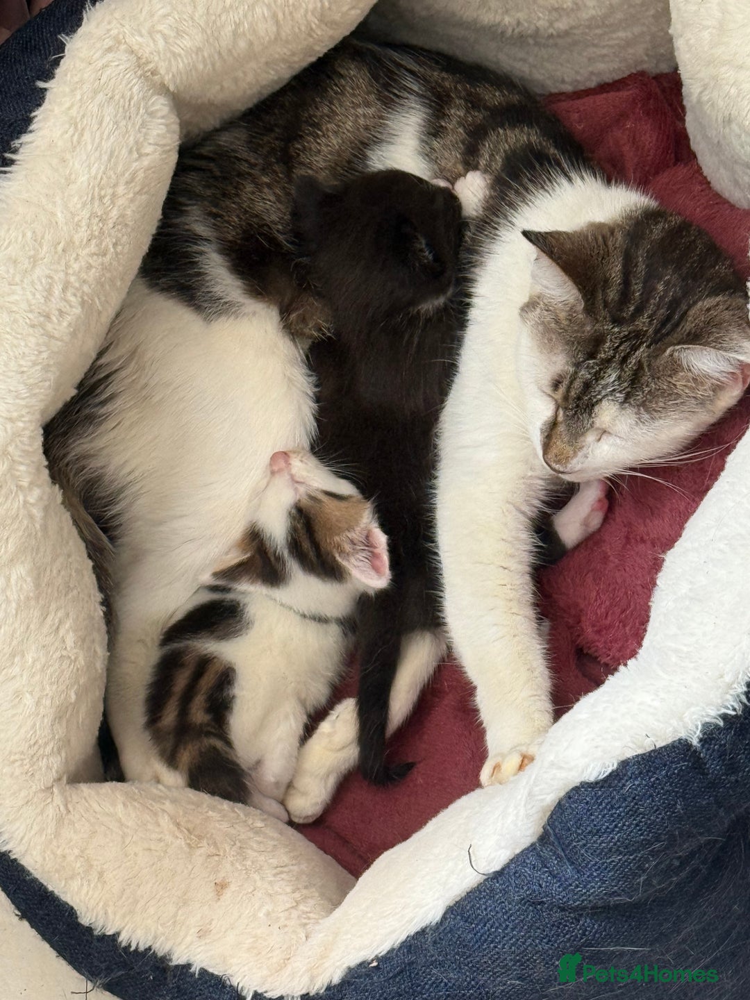 British Shorthair cats for sale: ** Cute 1 x boy and 1 x girl kitten available  - Image 1