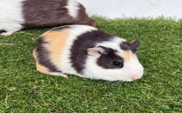 Guinea Pig rodents for sale: Female baby guinea pigs  - Image 27