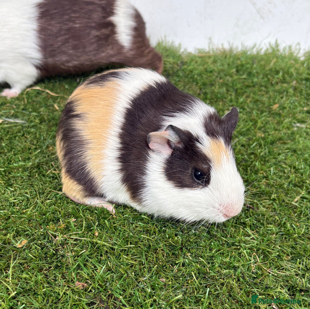 Guinea Pig rodents for sale: Female baby guinea pigs  - Image 27