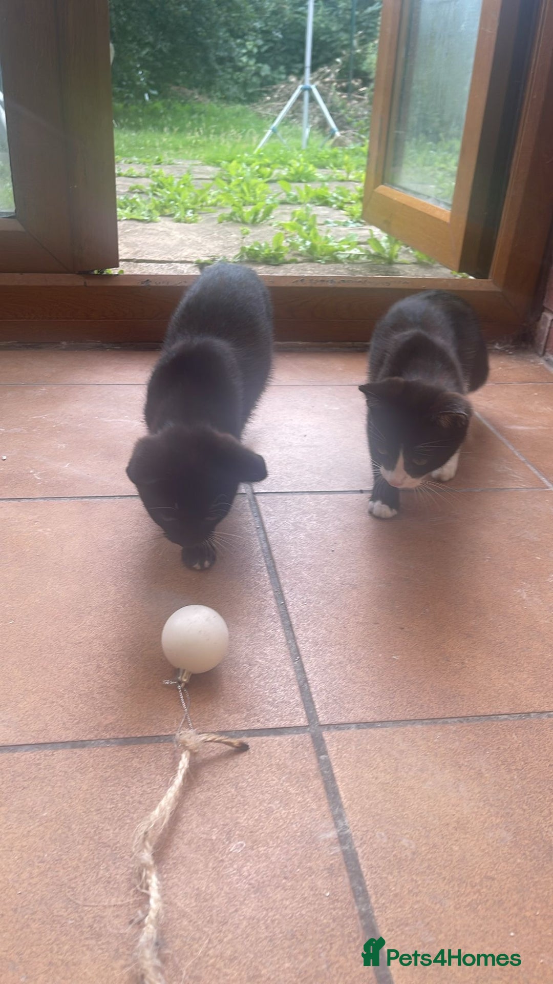 European cats for sale: 2 beautiful kittens - Image 9