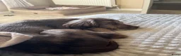Cocker Spaniel dogs for sale: Merle cocker spaniel puppy 10 months  - Advert 4