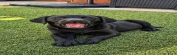 Labrador Retriever dogs for sale: Exceptional KC Reg Labrador Puppies For Sale! - Advert 4