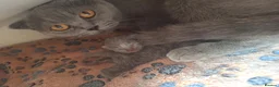 Scottish Fold cats for sale: Schotis fold  - Advert 7