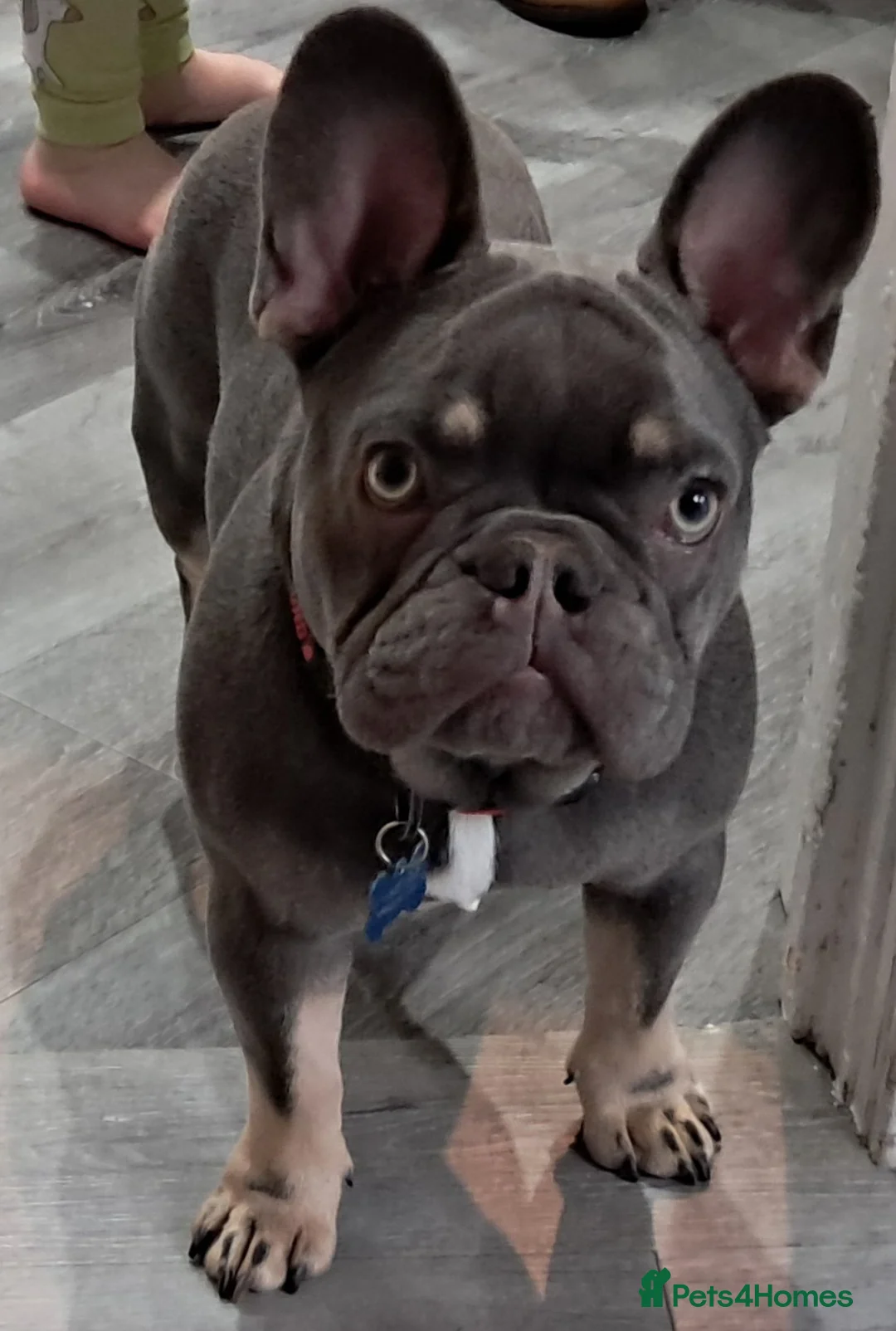 French Bulldog dogs for sale: Male Fench bulldog - Advert 1