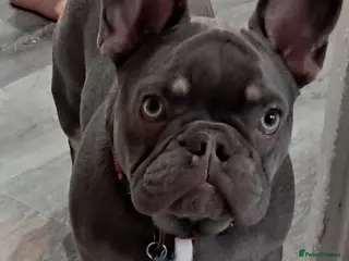 French Bulldog dogs Male Fench bulldog - Advert 1