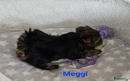 Yorkshire Terrier dogs for sale: Miniature Yorkshire Terrier Puppies - Image 16