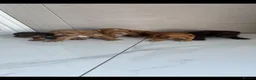 Cockapoo dogs for sale: F1 Cockapoos  - Advert 7