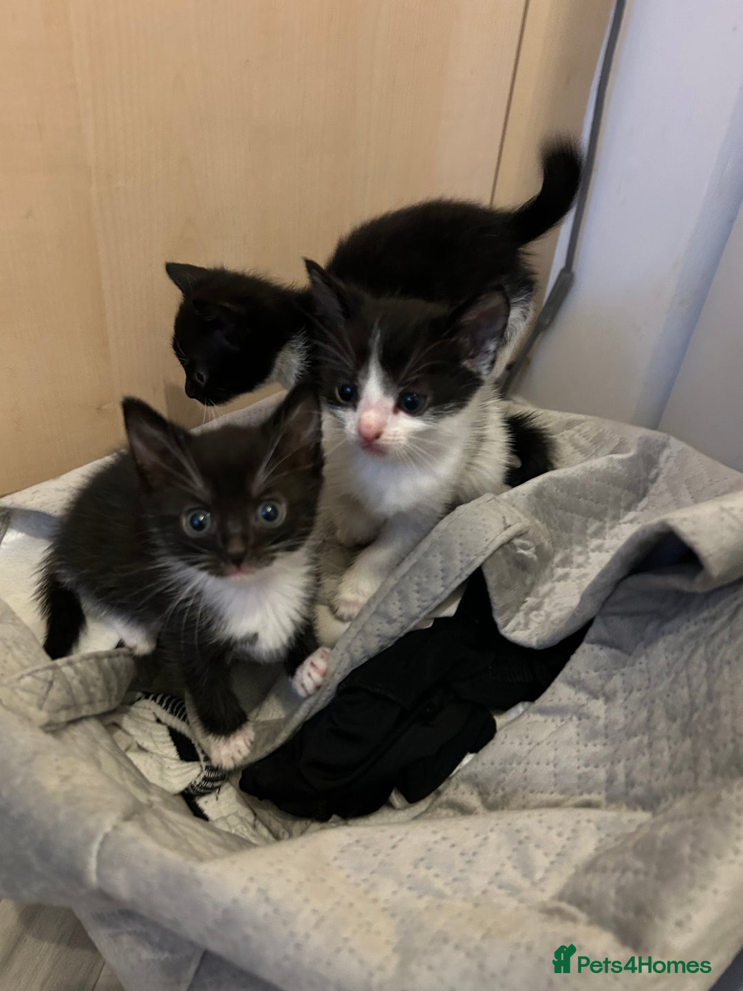 Mixed Breed cats for sale: Tuxedo kittens for sale - Image 1