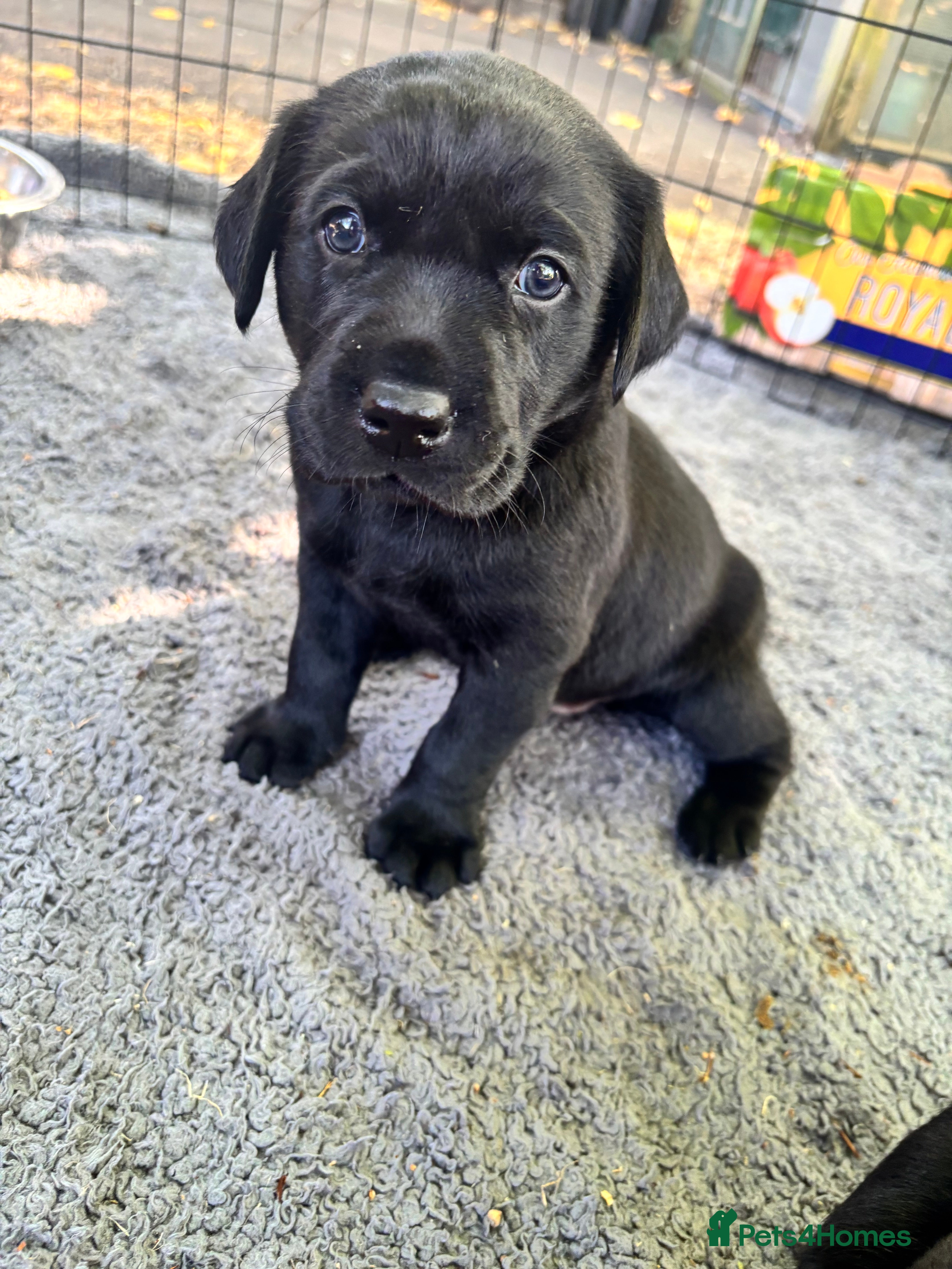 Labrador Retriever dogs Black KC Lab puppies - Advert 1