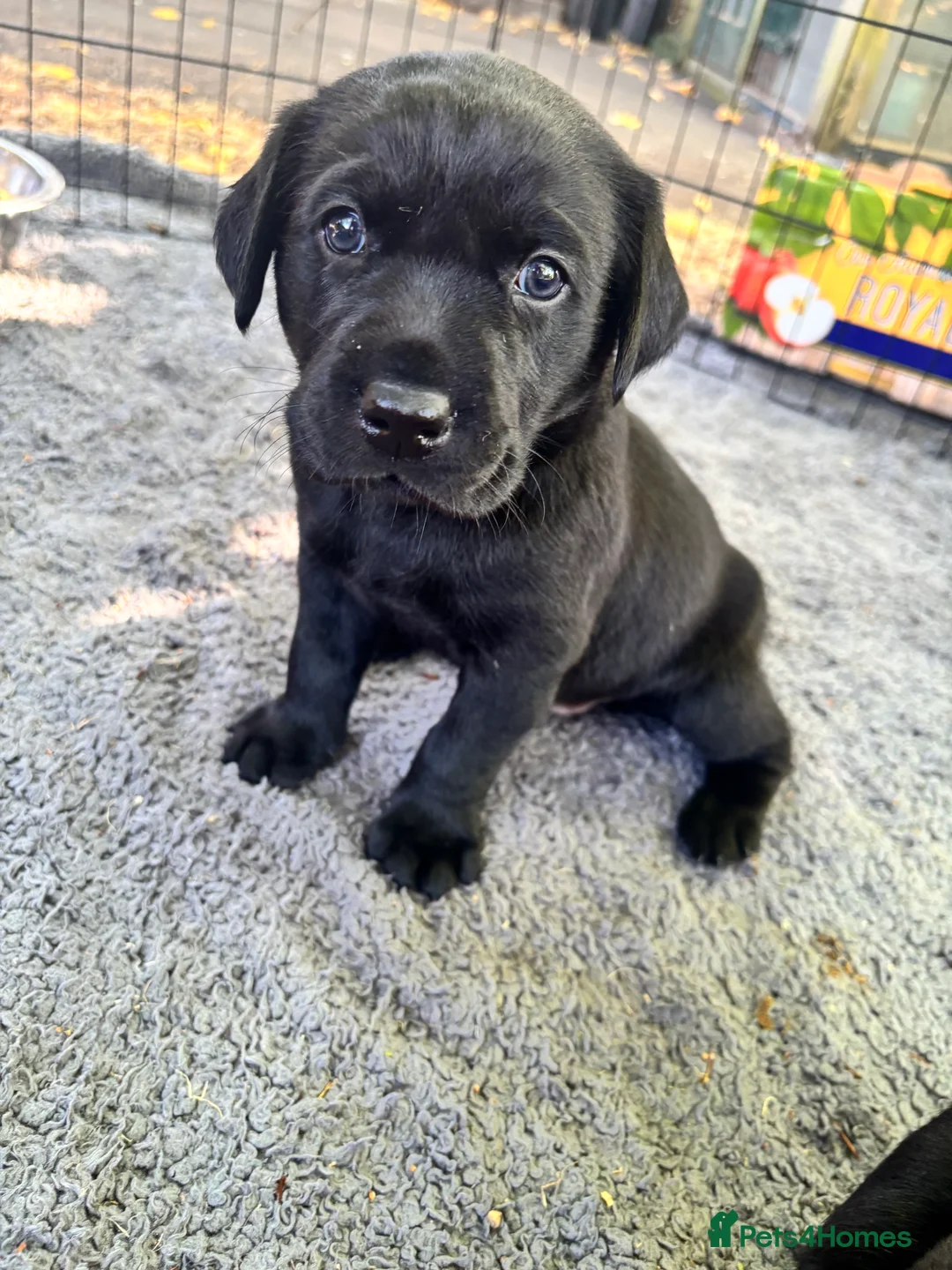 Labrador Retriever dogs for sale: Black KC Lab puppies - Advert 1