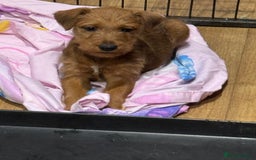 Irish Terrier dogs for sale: Kennel club registered Irish Terrier Puppies - Image 1