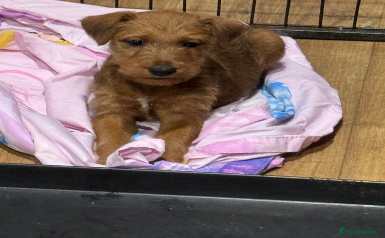 Irish Terrier dogs - Advert 1
