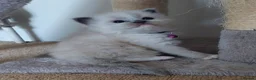 Ragdoll cats for sale: X6 Beautiful Ragdoll/Persian "Perdoll" Kittens - Advert 23