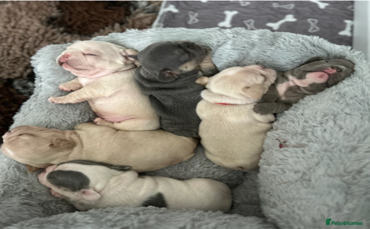 French Bulldog dogs - Advert 1