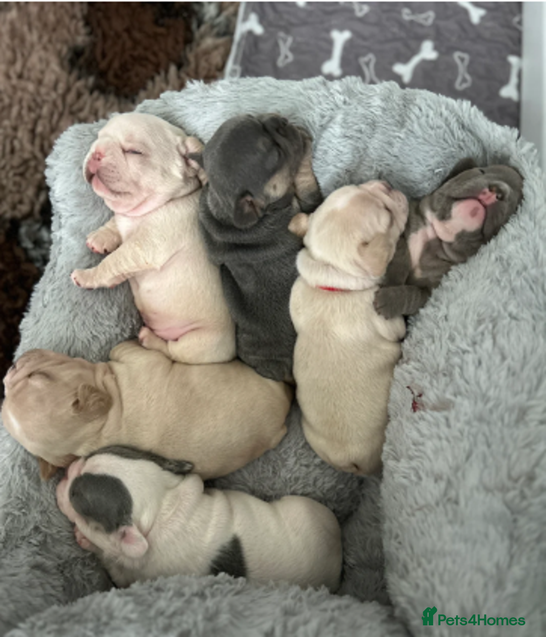 French Bulldog dogs for sale: French Bulldog Puppies - 1 Boy & 3 Girls - Image 1