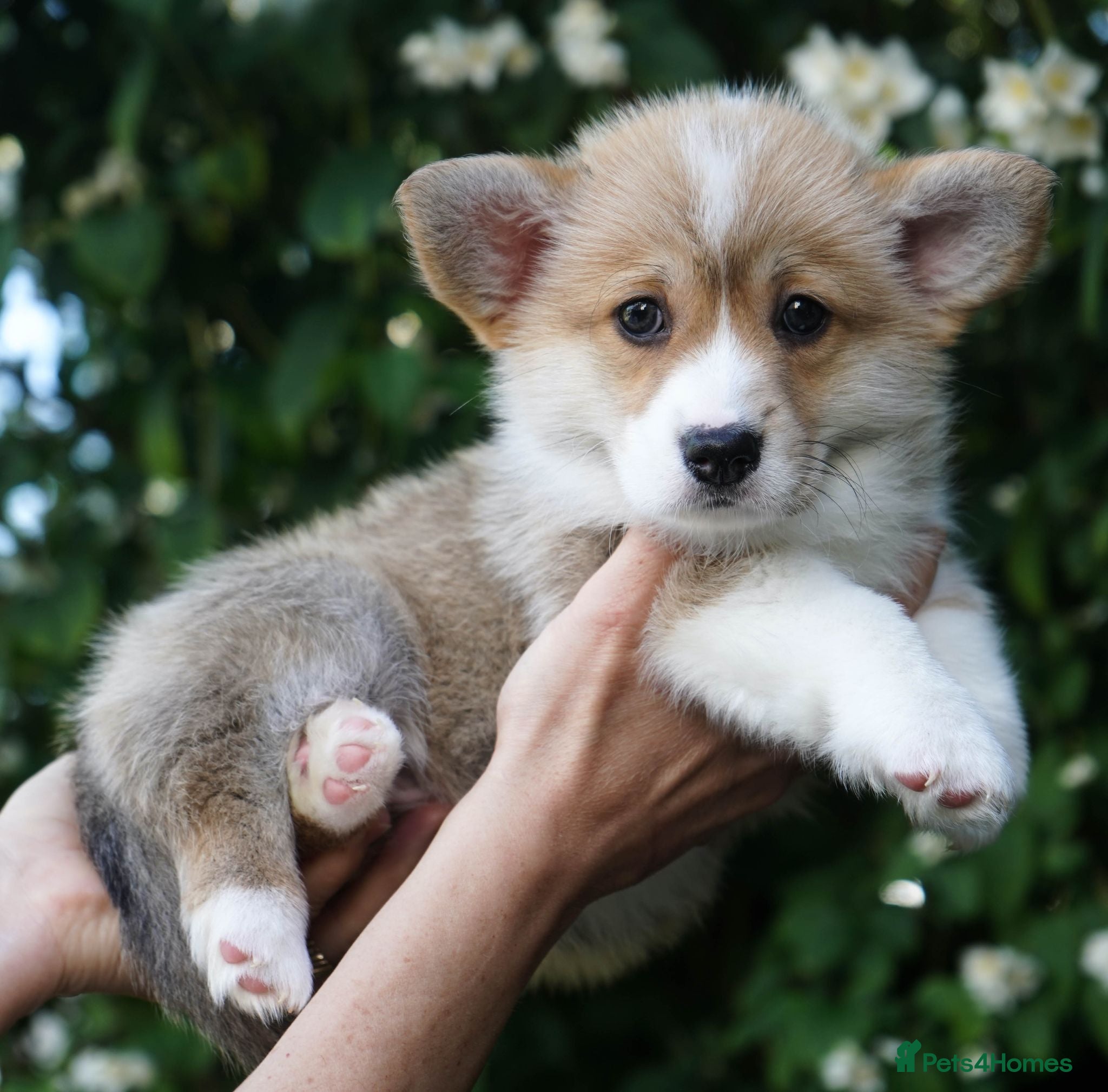 Welsh Corgi Pembroke dogs KC Registered Welsh Corgi (Pembroke) - Advert 16
