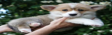 Welsh Corgi Pembroke GIRL