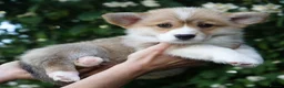 Welsh Corgi Pembroke dogs for sale: KC Registered Welsh Corgi (Pembroke) - Advert 11