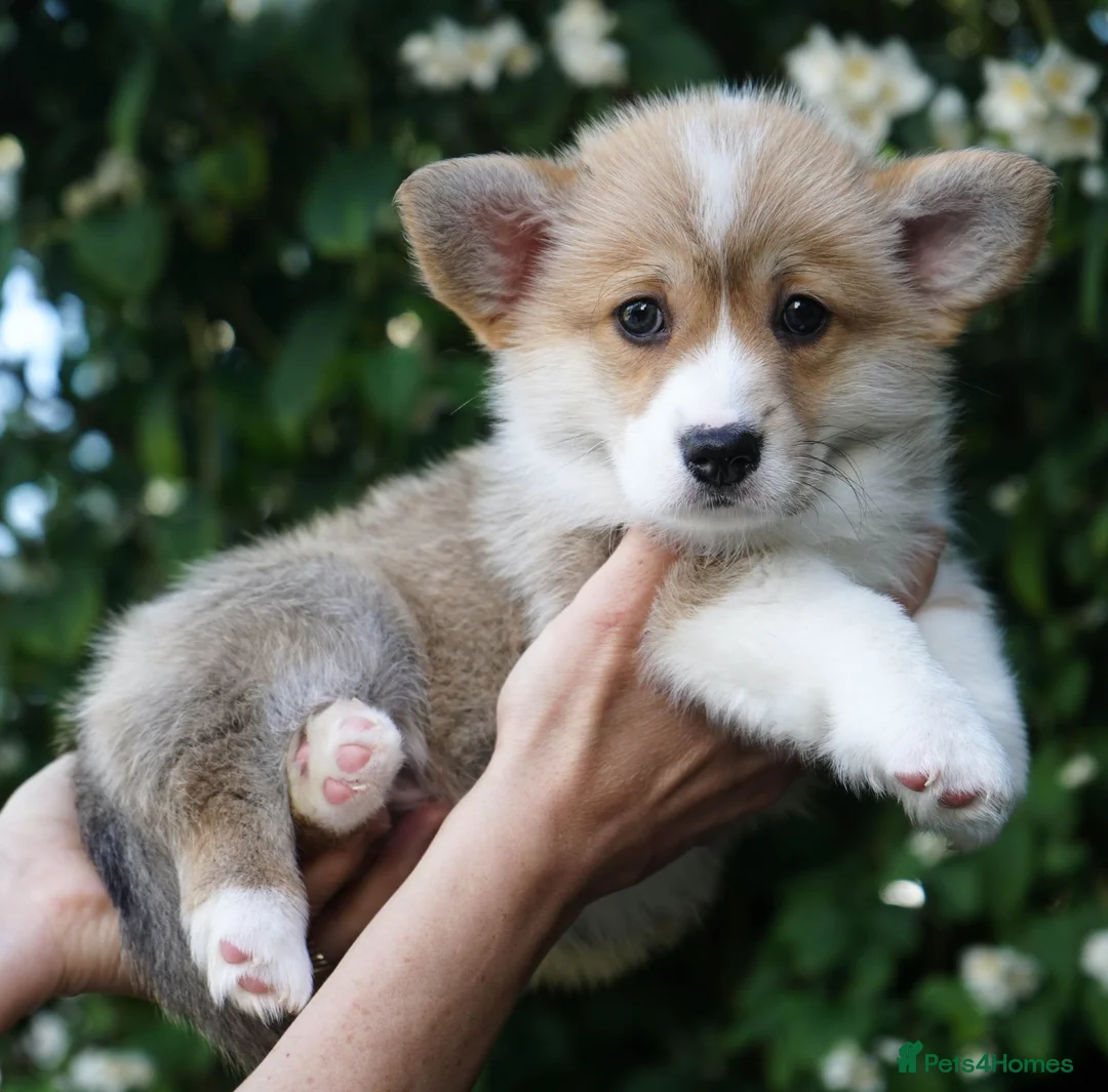 Welsh Corgi Pembroke dogs for sale: KC Registered Welsh Corgi (Pembroke) - Advert 11