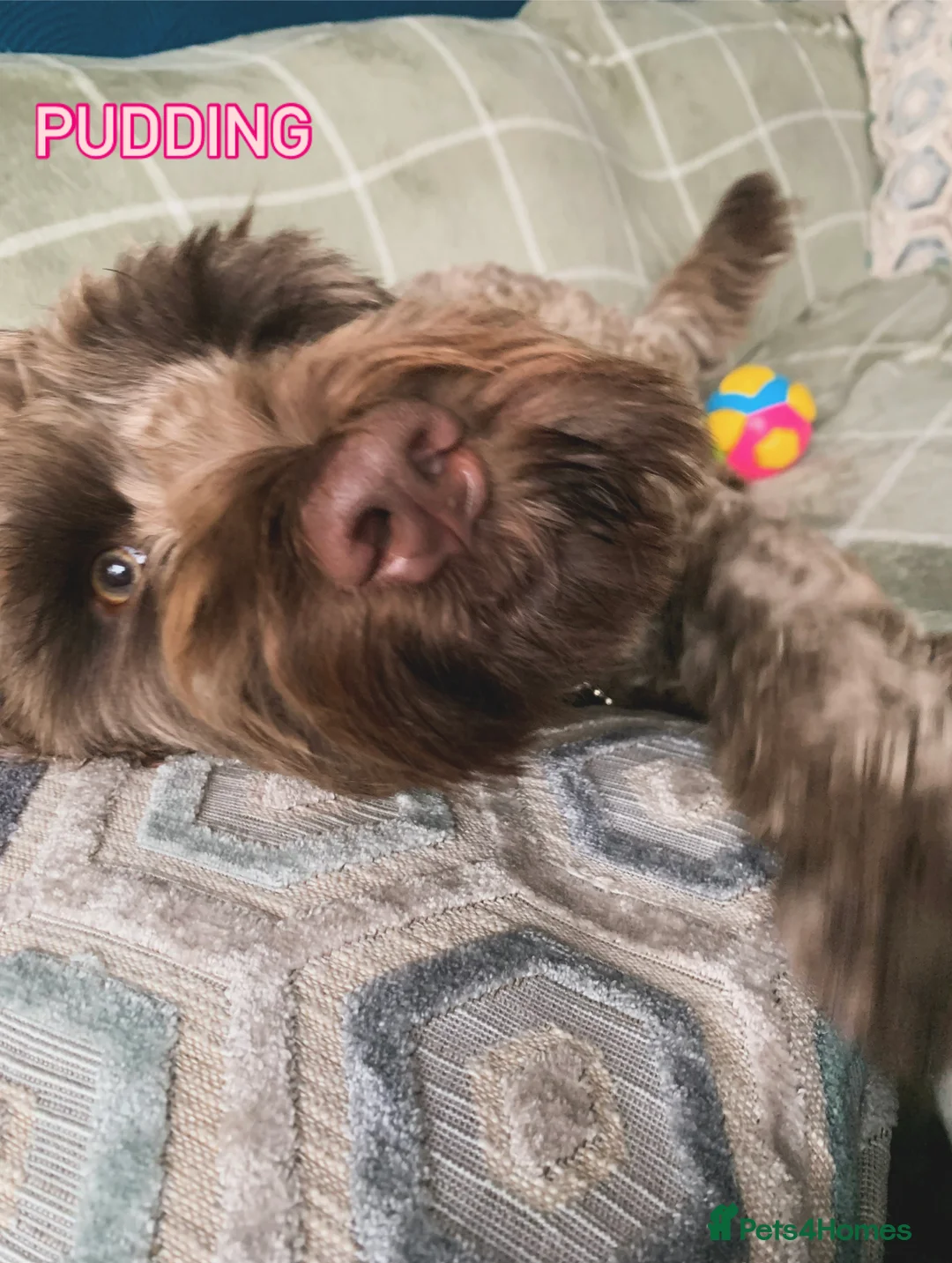 Mixed Breed dogs for sale: Experienced spaniel home adolescent sprockerpoo - Advert 2