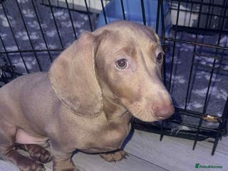 Miniature Dachshund dogs Isabelle miniature cream dachshund - Advert 18