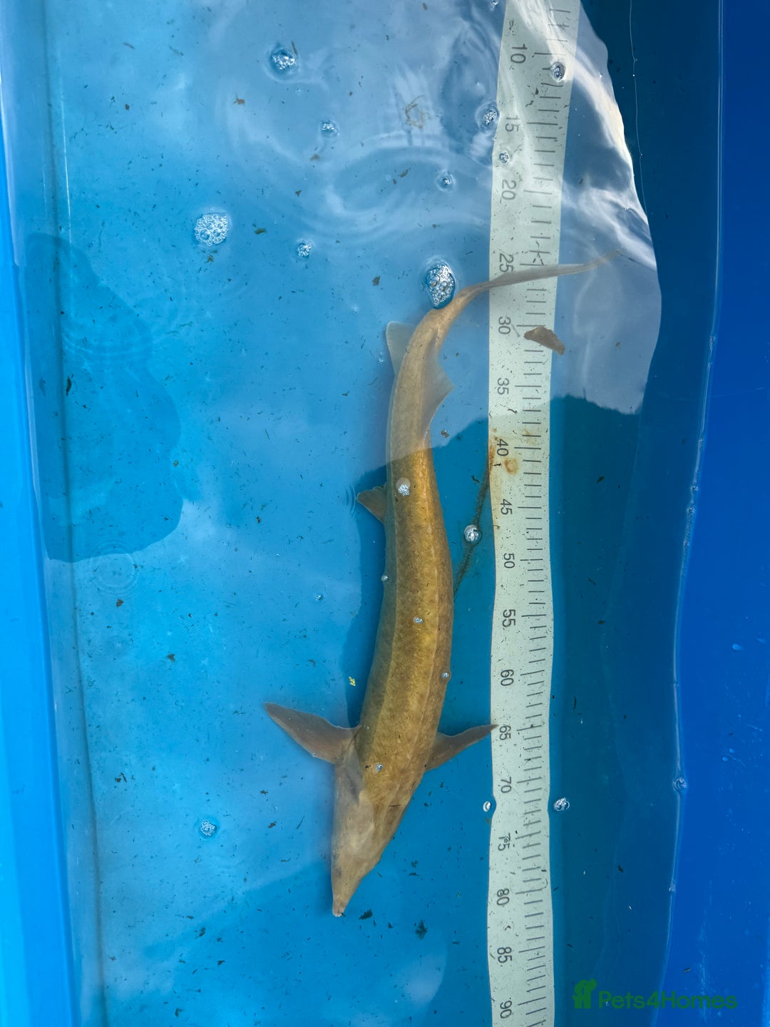 Koi Carp fish for sale: Various koi carp for sale  - Image 38