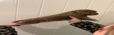WOLFMAN