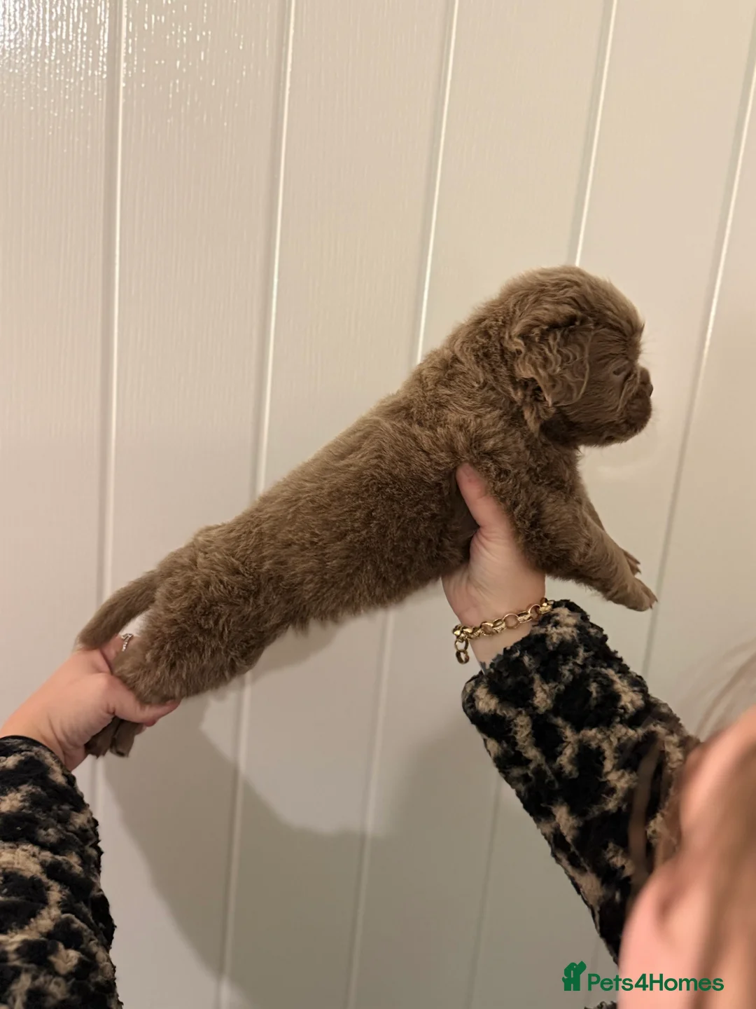 Olde English Bulldogge dogs for sale: 🔥 UPDATED 15.09 - OUR ELITE LITTER HAS ARRIVED! - Advert 2