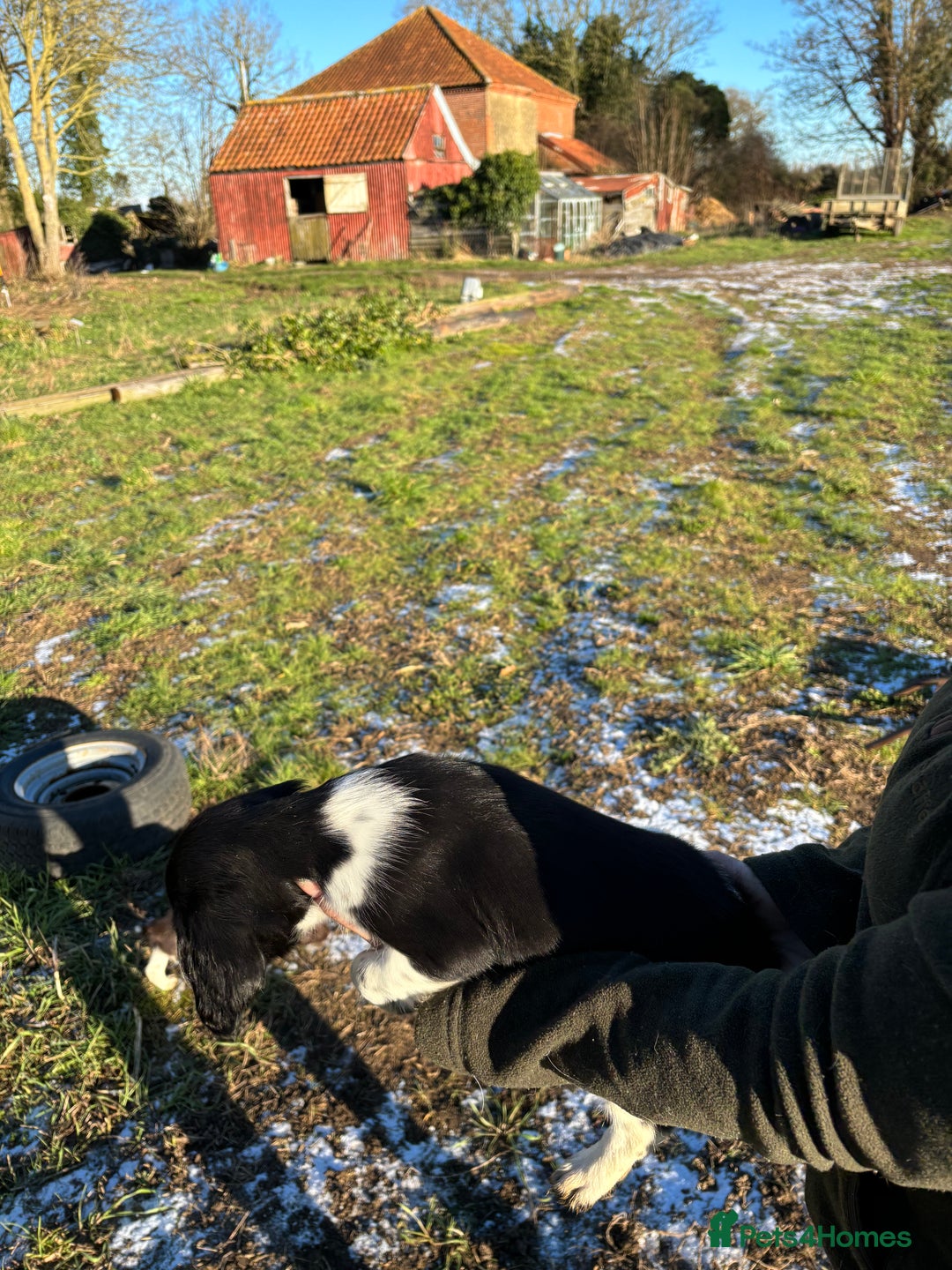 Sprocker dogs for sale: Sprocker puppies  - Advert 12