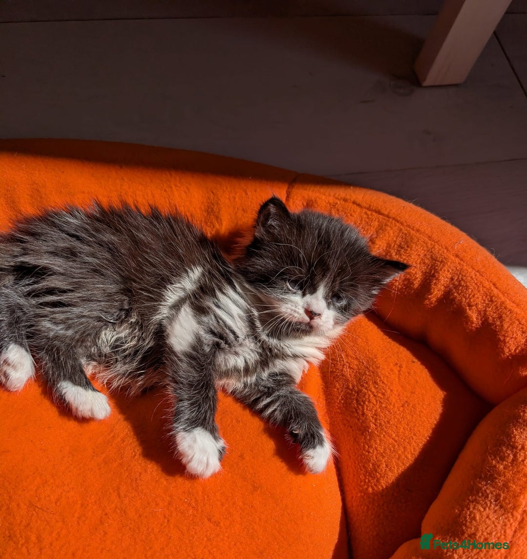 Mixed Breed cats for sale: Kittens  - Image 6